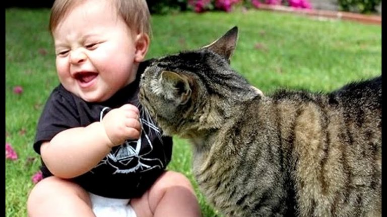 Funny cats and babies playing together