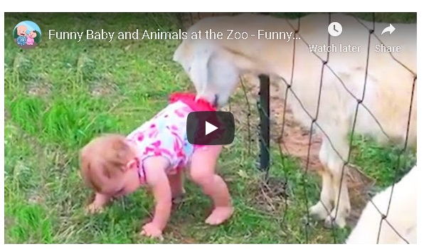 Funny Baby at the Zoo!!!